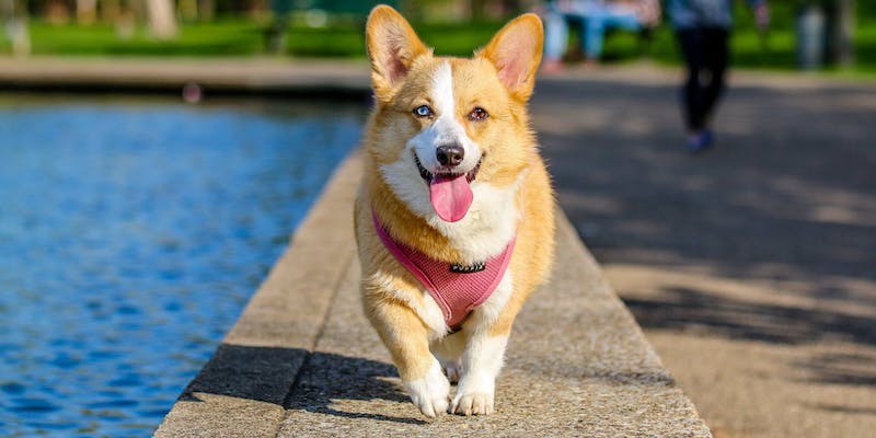 Receitas caseiras e saudáveis para refrescar seu pet no verão