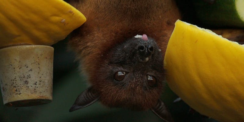 Como espantar morcegos?