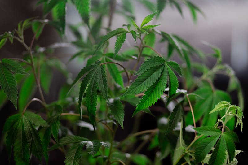 Cannabis Medicinal no Brasil: Cenário Atual e Perspectivas